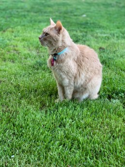 20200330_223345247_iOS